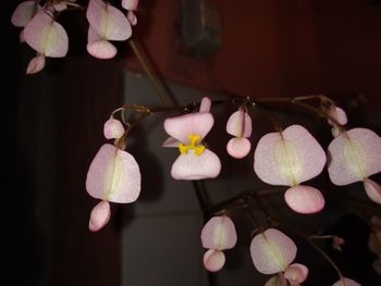 Close-up of pink cherry blossoms at night