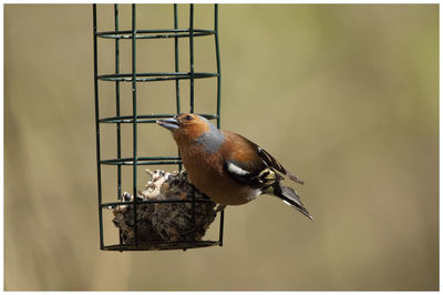 Bird perching on a feeder