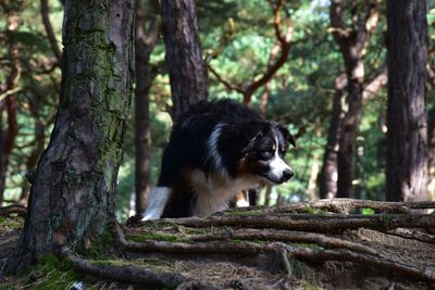 Dog lying on tree trunk in forest