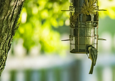 Close-up of bird feeder