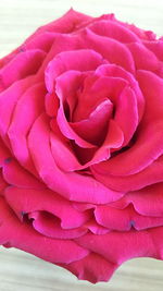 Close-up of pink rose blooming outdoors