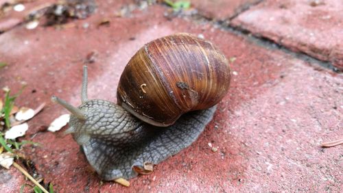 Close-up of snail