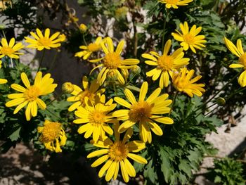 Close-up of yellow flowers blooming outdoors