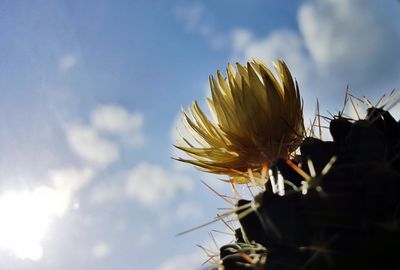 Low angle view of flowering plant against sky