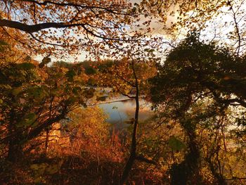 Trees by lake in forest during autumn