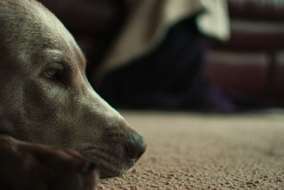 Close-up of dog relaxing at home