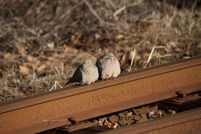 Pigeons perching on railway track