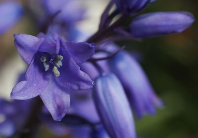 Close-up of purple flowering plant