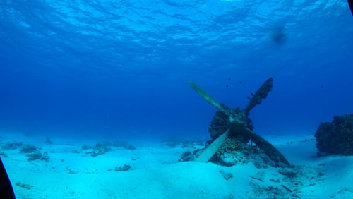 Fish swimming in sea