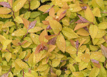 The leaves of a spirea  after a rain. the entire bush is covered with raindrops. moscow region.
