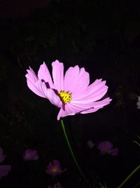 Close-up of cosmos flower blooming against black background