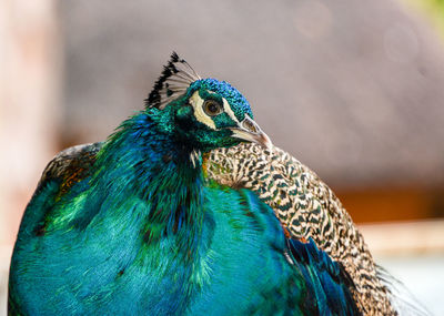 Close-up of peacock