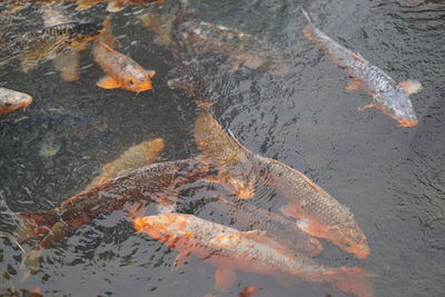 High angle view of fish in water