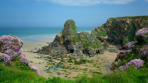 Plants growing on rocks by sea against sky