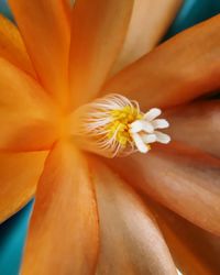 Close-up of day lily blooming outdoors