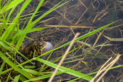 High angle view of bird on grass