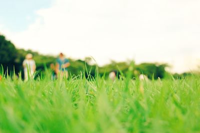 Close-up of grass growing on field against sky at shinjuku gyoen national park