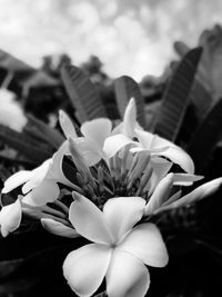Close-up of flowers