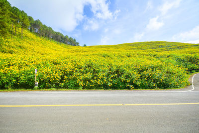 Scenic view of yellow road by trees against sky