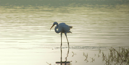 Swan on a lake