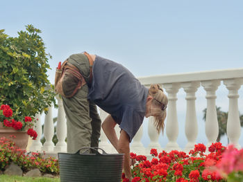 A gardener stands bent over a flowerbed and sorts out the withered leaves of a geranium bed.