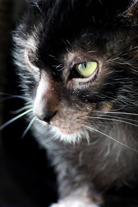 Close-up portrait of a cat