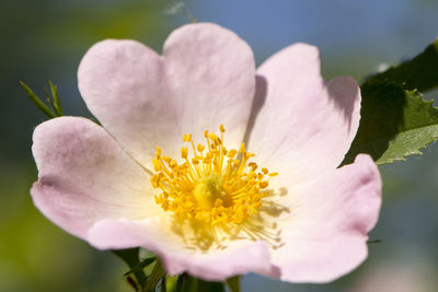 Close-up of fresh pink cherry blossom