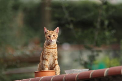 Portrait of cat sitting outdoors