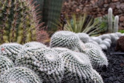 Close-up of cactus