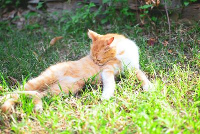 Full length of a cat lying on grass