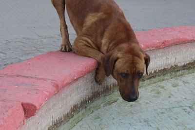 Dog relaxing on water