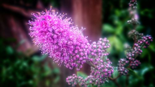 Close-up of pink flowers