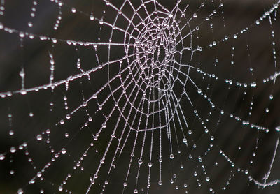 Close-up of spider web