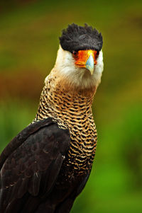 Portrait of bird