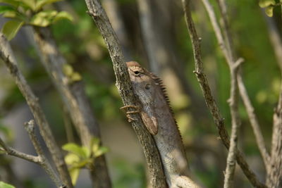 Close-up of lizard on branch