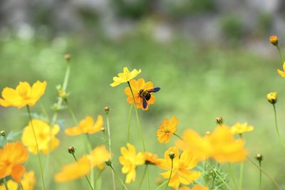 Bee pollinating on yellow flower