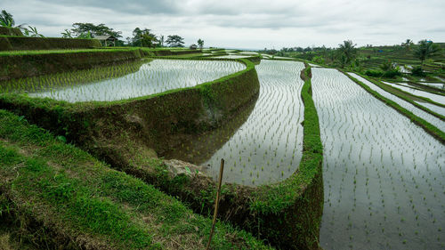 Scenic view of agricultural field against sky