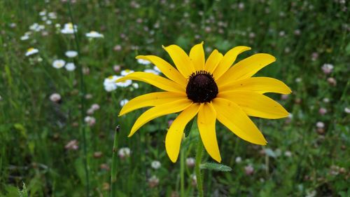 Close-up of yellow daisy flower