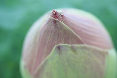 Close-up of insect on leaf