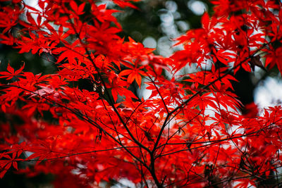 Low angle view of red maple leaves on tree