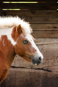 Close-up of horse