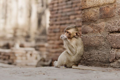 Monkey sitting on wall