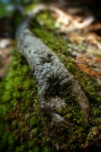 Close-up of tree trunk in forest