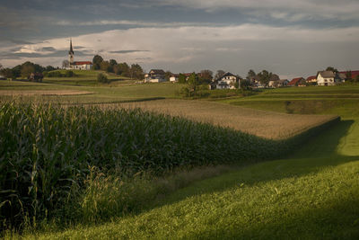 Scenic view of agricultural field against sky