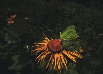 Close-up of plants