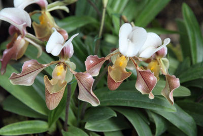 Close-up of white flowers