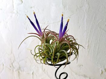 The tillandsia is on the aluminum wire.