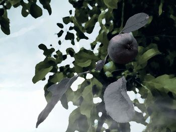 Low angle view of trees against sky