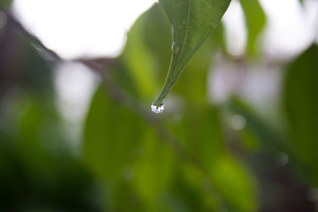 CLOSE-UP OF WATER DROPS ON PLANT