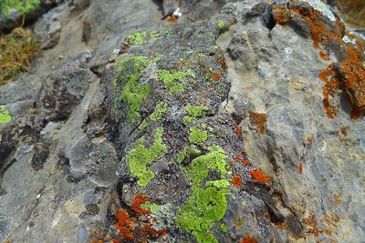 Close-up of moss on rock